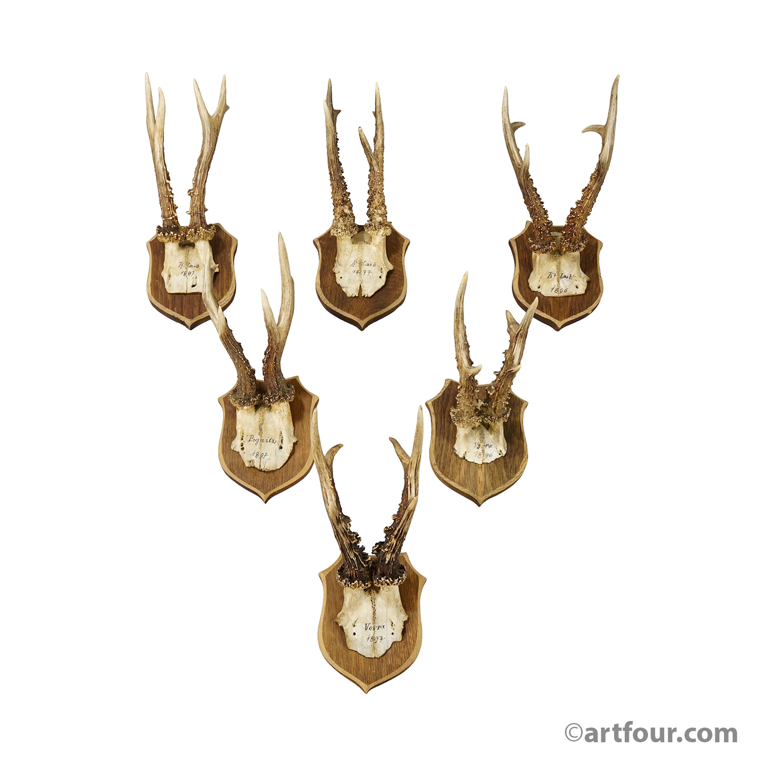 Set of Six Antique Roe Deer Trophies on Wooden Shields, Germany 1896/1897