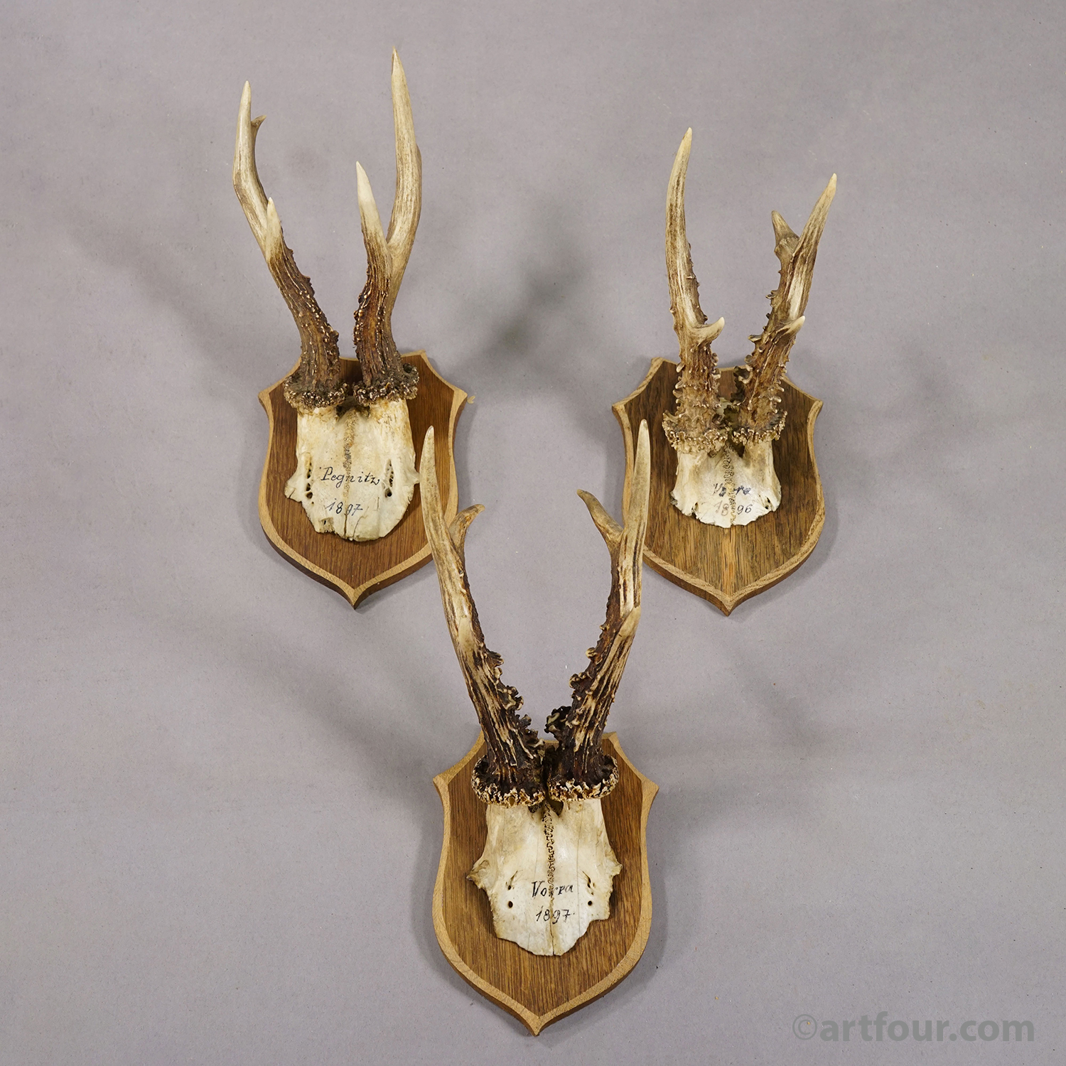Set of Six Antique Roe Deer Trophies on Wooden Shields, Germany 1896/1897