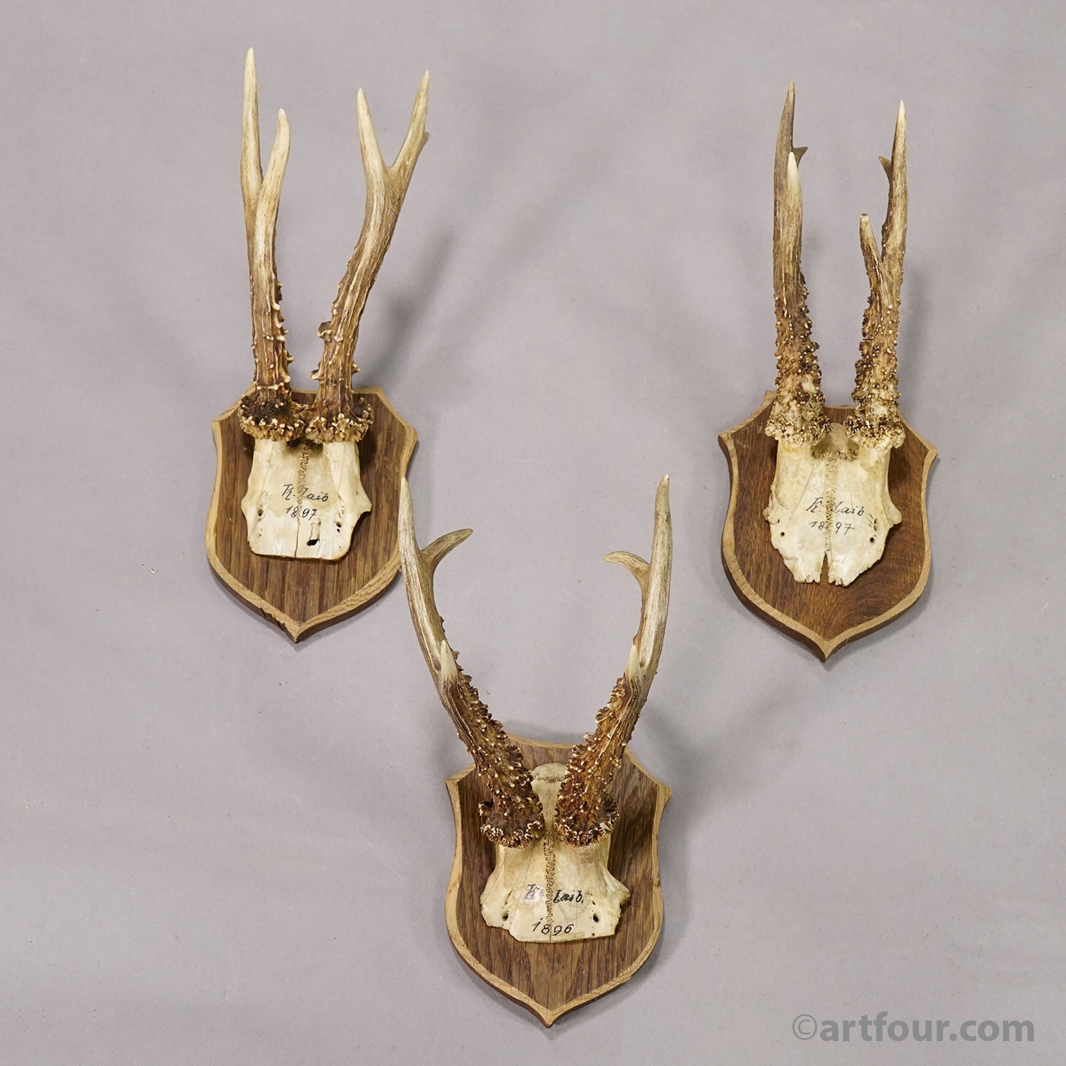 Set of Six Antique Roe Deer Trophies on Wooden Shields, Germany 1896/1897