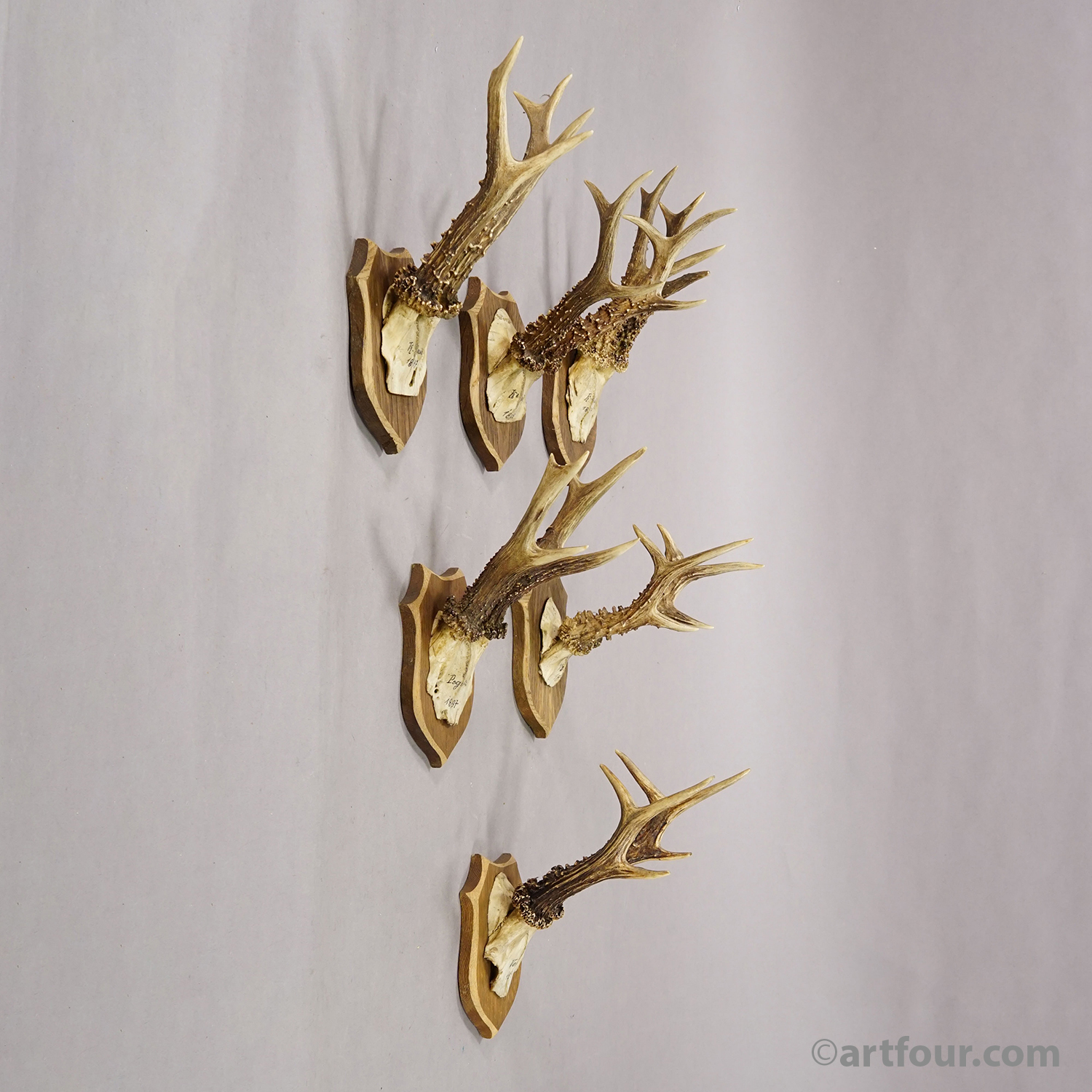 Set of Six Antique Roe Deer Trophies on Wooden Shields, Germany 1896/1897