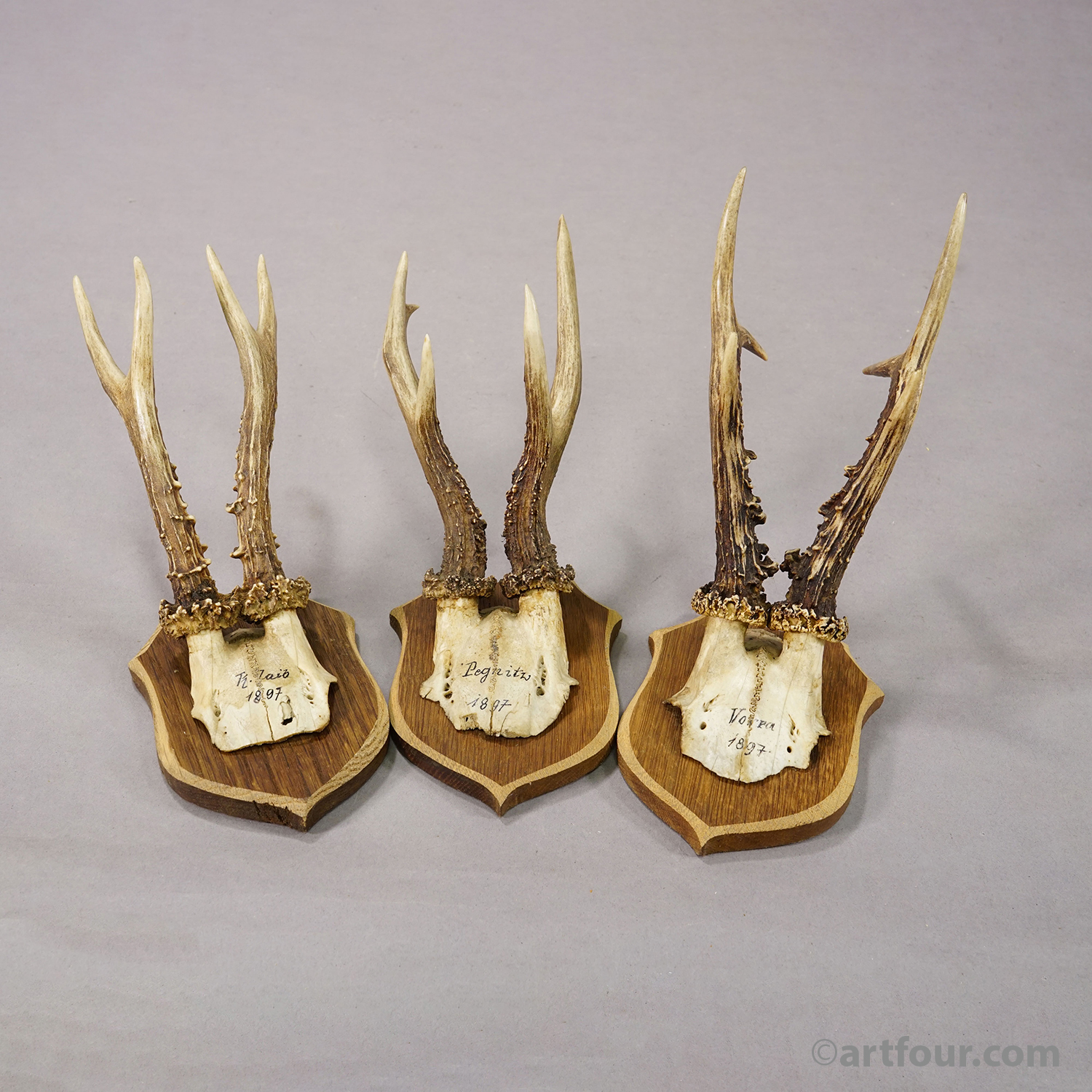 Set of Six Antique Roe Deer Trophies on Wooden Shields, Germany 1896/1897