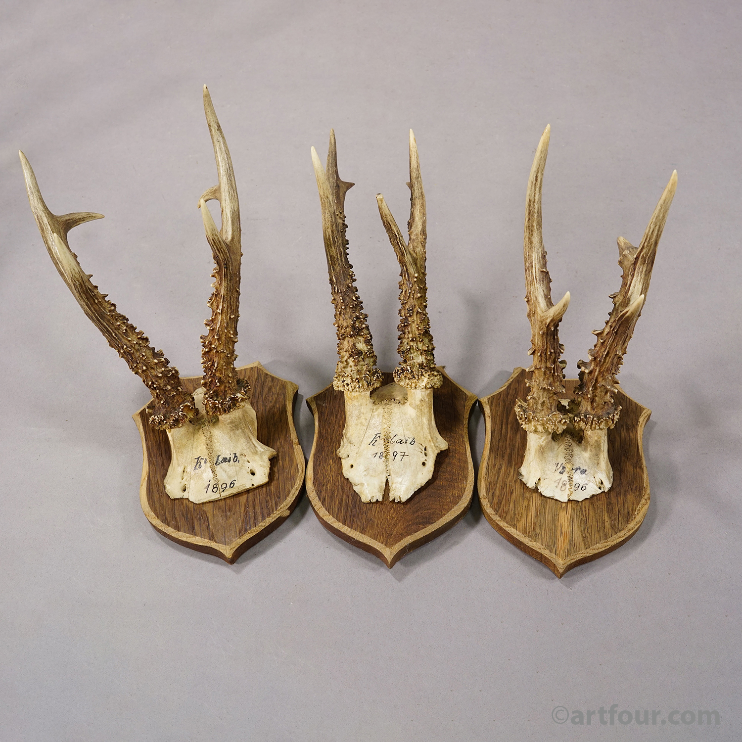 Set of Six Antique Roe Deer Trophies on Wooden Shields, Germany 1896/1897