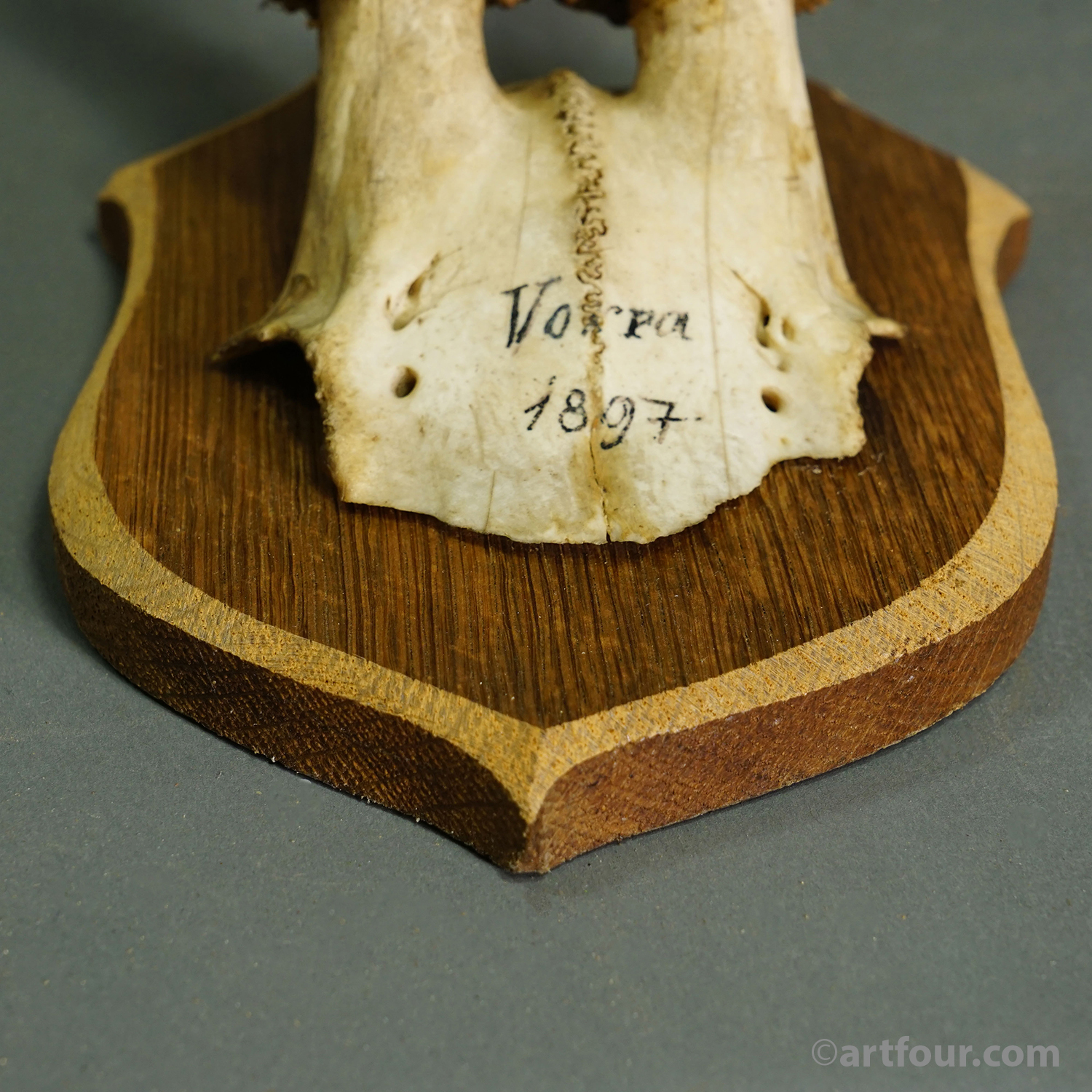 Set of Six Antique Roe Deer Trophies on Wooden Shields, Germany 1896/1897