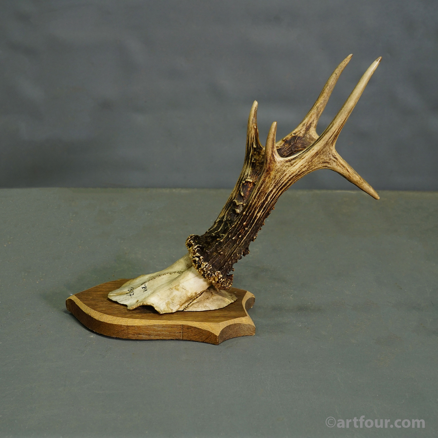 Set of Six Antique Roe Deer Trophies on Wooden Shields, Germany 1896/1897