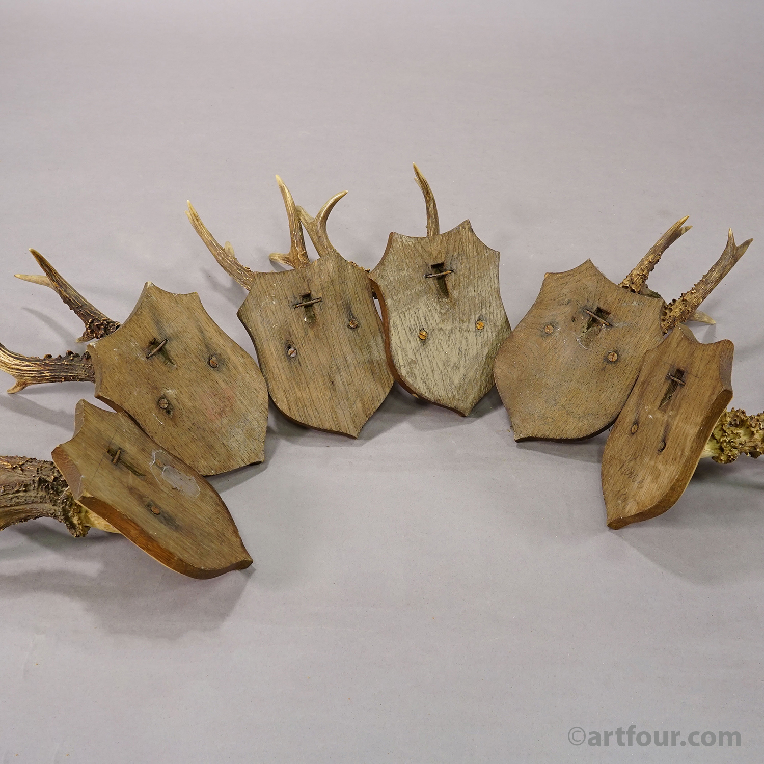 Set of Six Antique Roe Deer Trophies on Wooden Shields, Germany 1896/1897