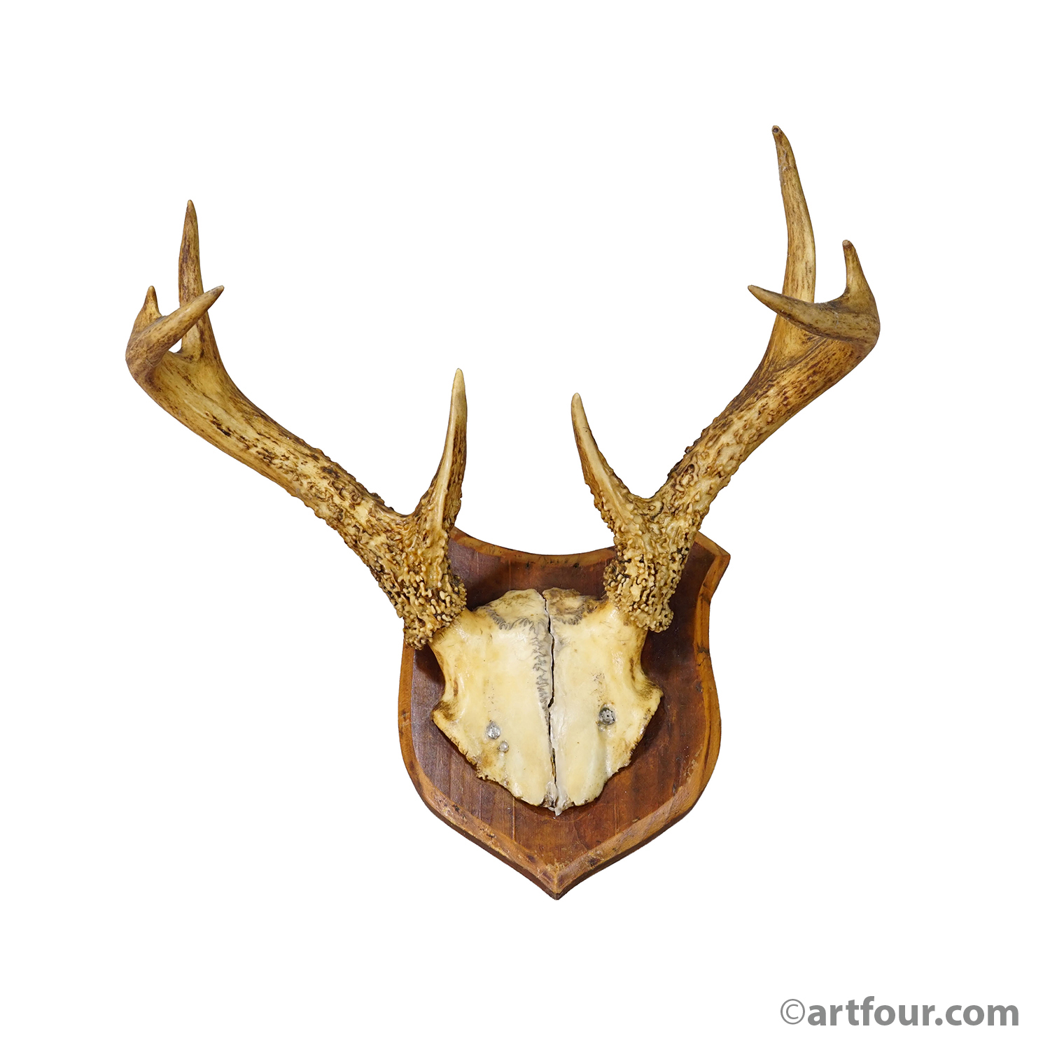 White-Tailed Deer Trophy on Wooden Shield, Black Forest Germany, ca. 1950s