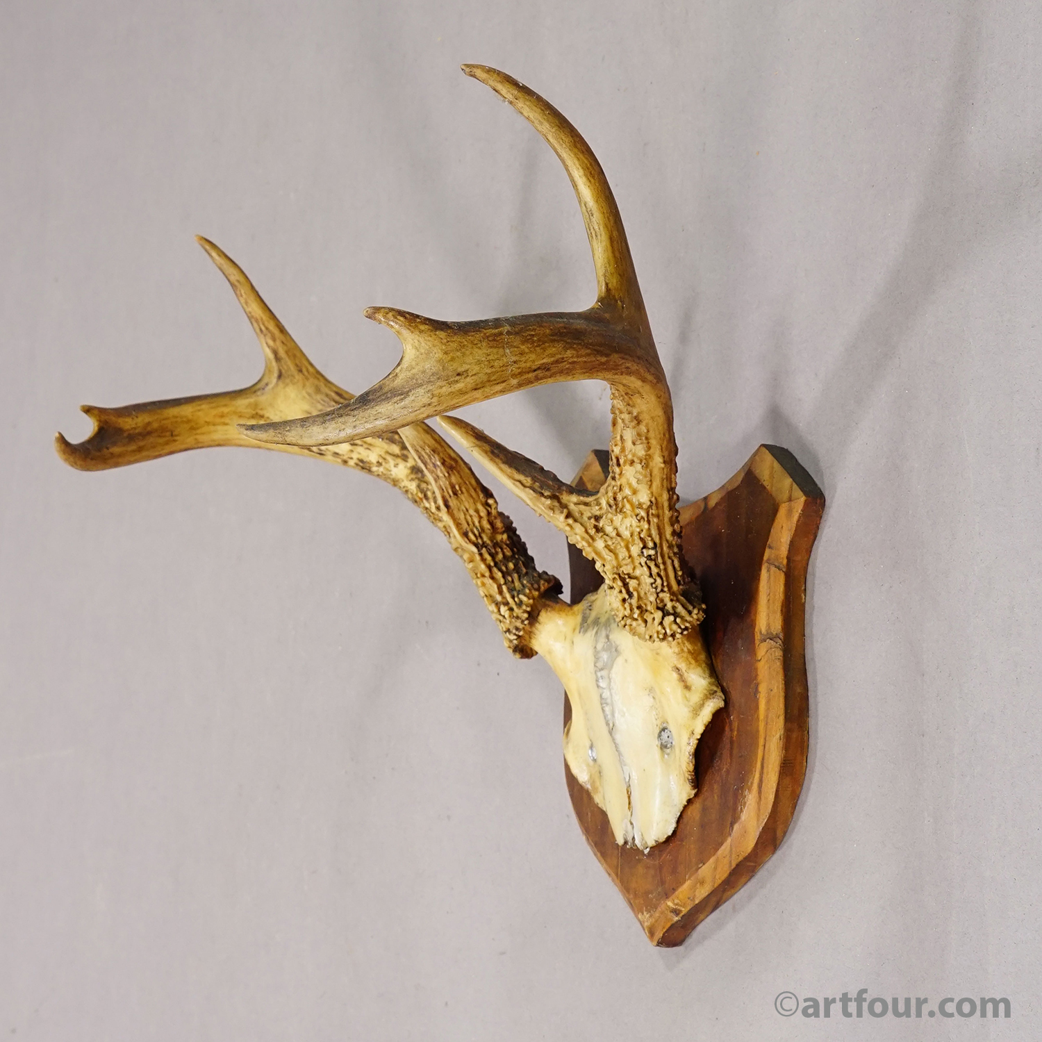 White-Tailed Deer Trophy on Wooden Shield, Black Forest Germany, ca. 1950s