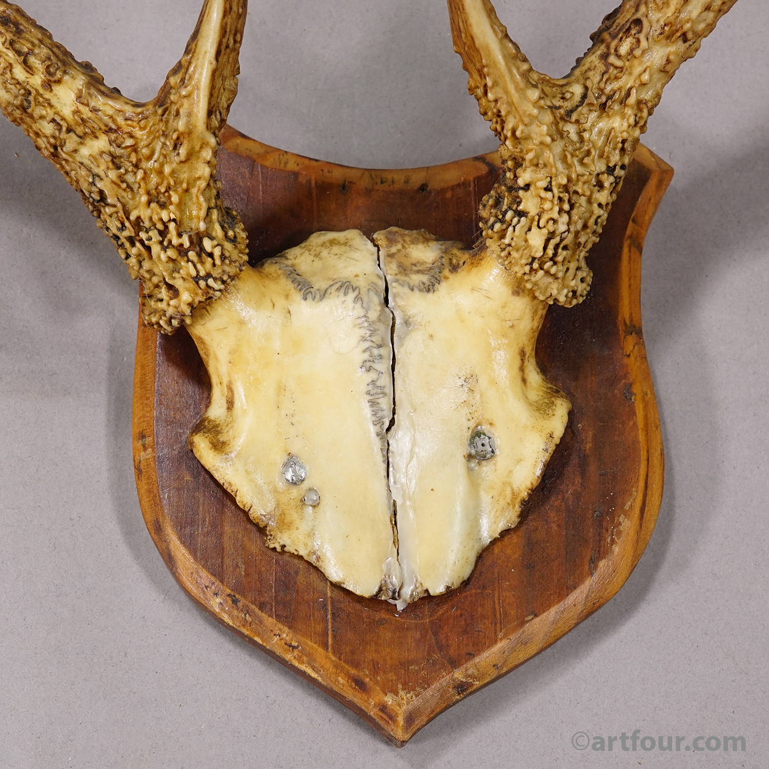 White-Tailed Deer Trophy on Wooden Shield, Black Forest Germany, ca. 1950s