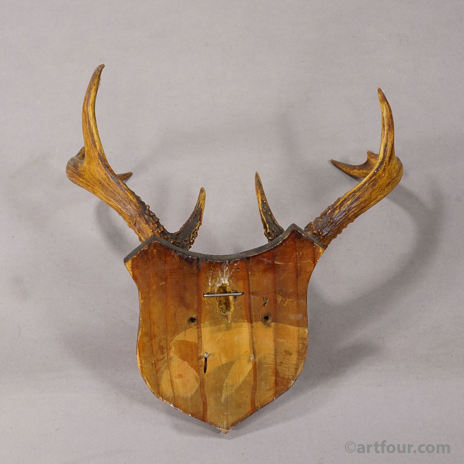 White-Tailed Deer Trophy on Wooden Shield, Black Forest Germany, ca. 1950s