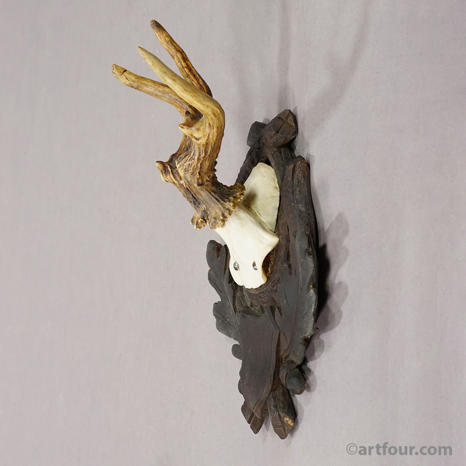 Antique Abnorm Red Deer Trophy on Carved Plaque, Black Forest Germany, ca. 1900