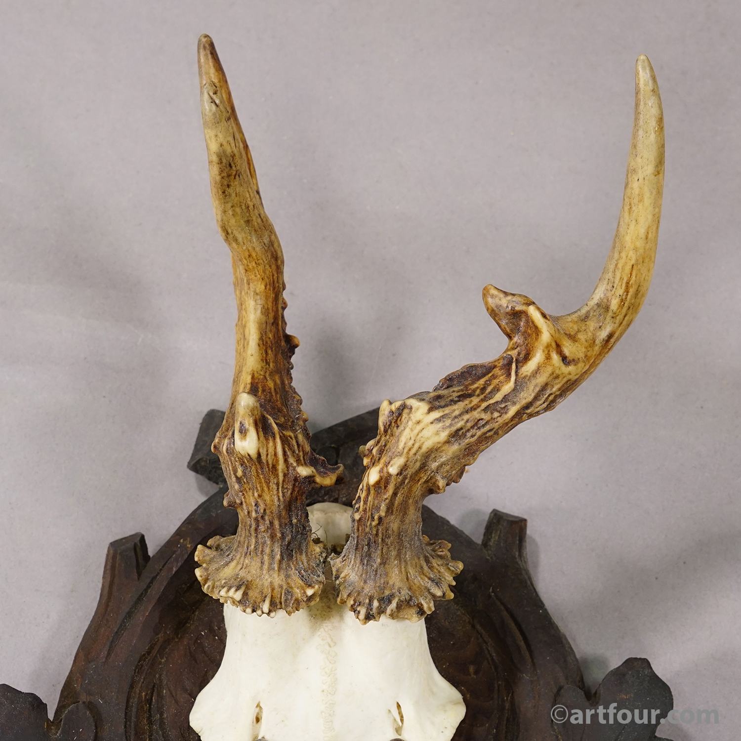 Antique Abnorm Red Deer Trophy on Carved Plaque, Black Forest Germany, ca. 1900