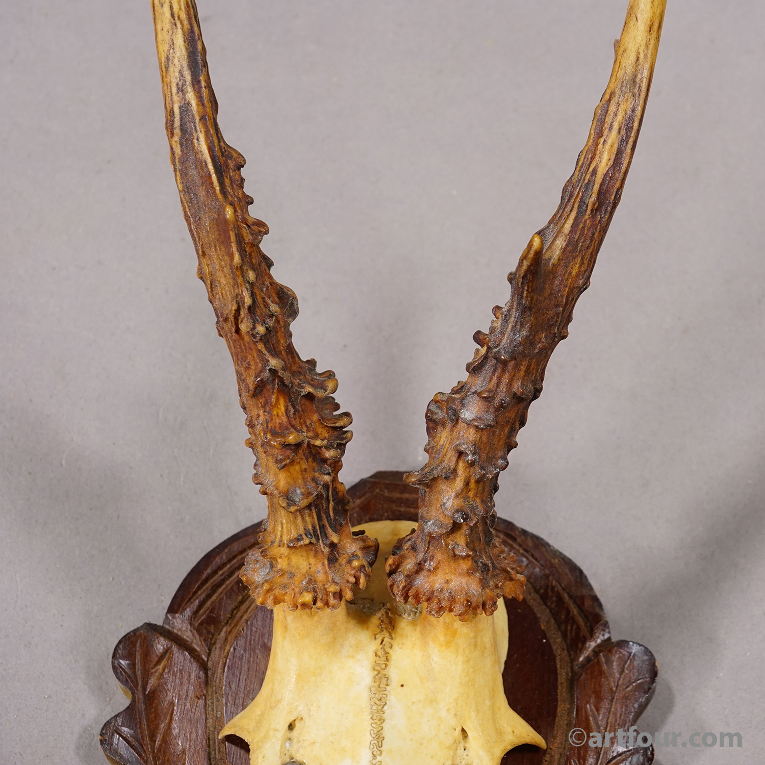 Vintage Black Forest Red Deer Trophy on Carved Plaque, Germany 1950s