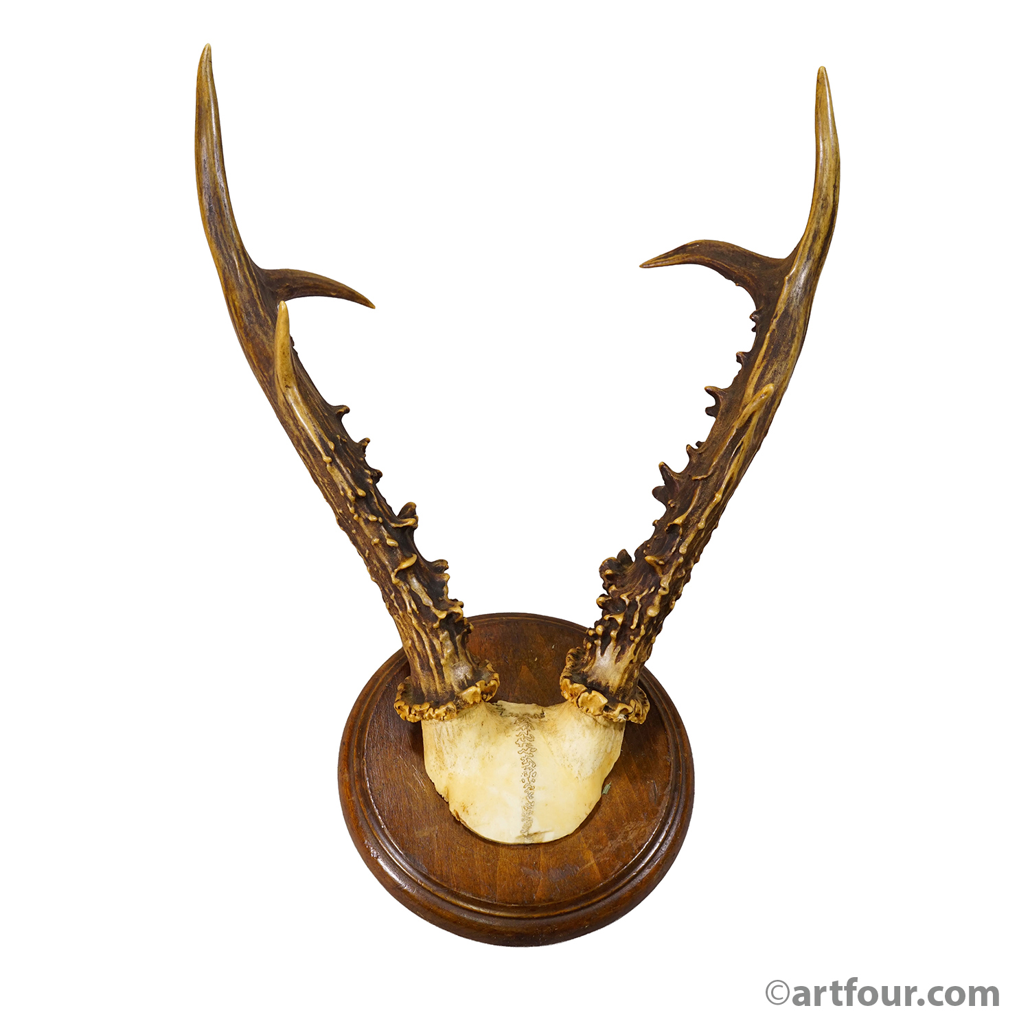 Antique Red Deer AntlerTrophy on Carved Plaque, Germany 1930s