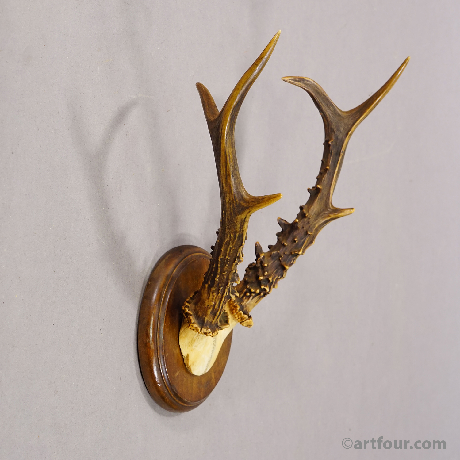 Antique Red Deer AntlerTrophy on Carved Plaque, Germany 1930s