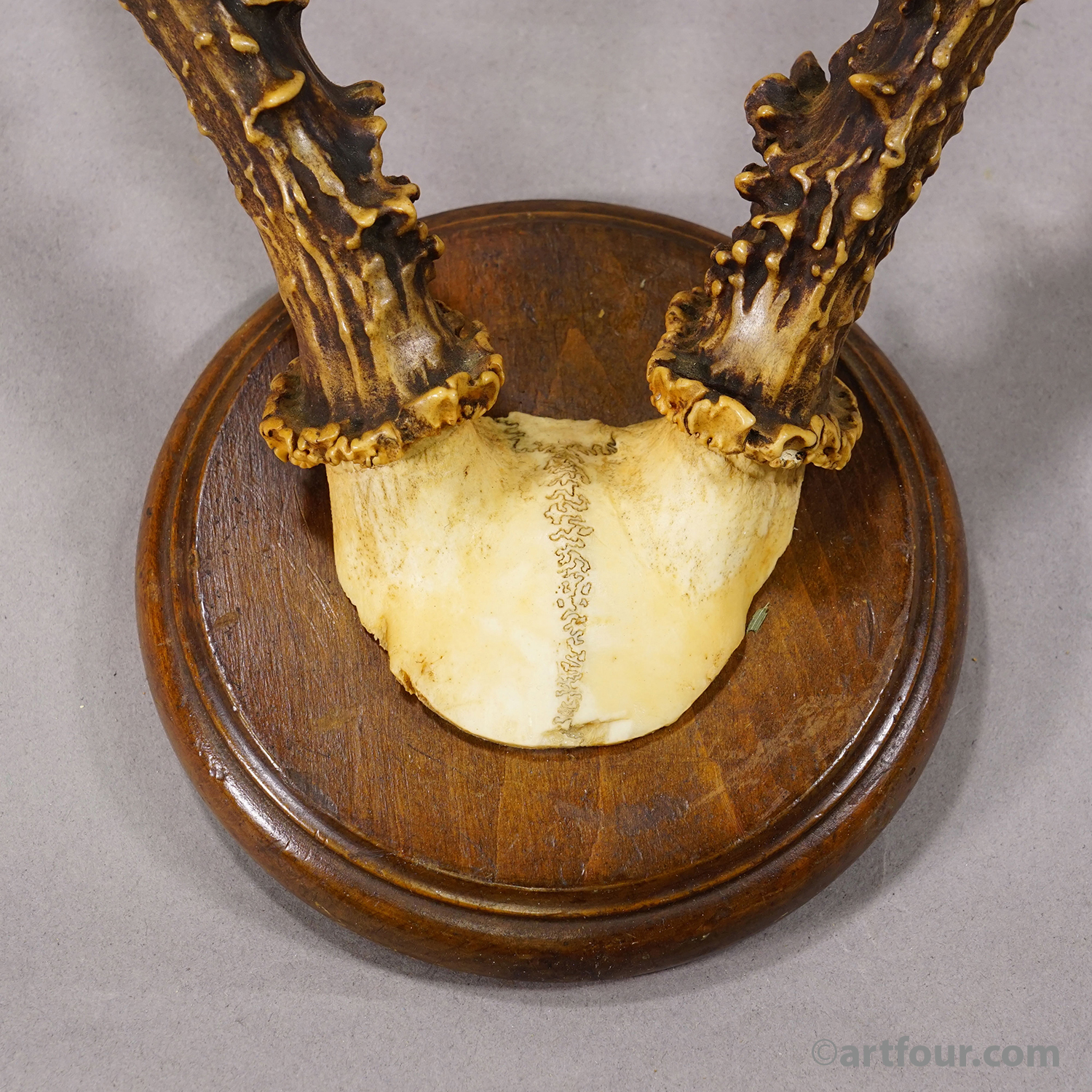 Antique Red Deer AntlerTrophy on Carved Plaque, Germany 1930s