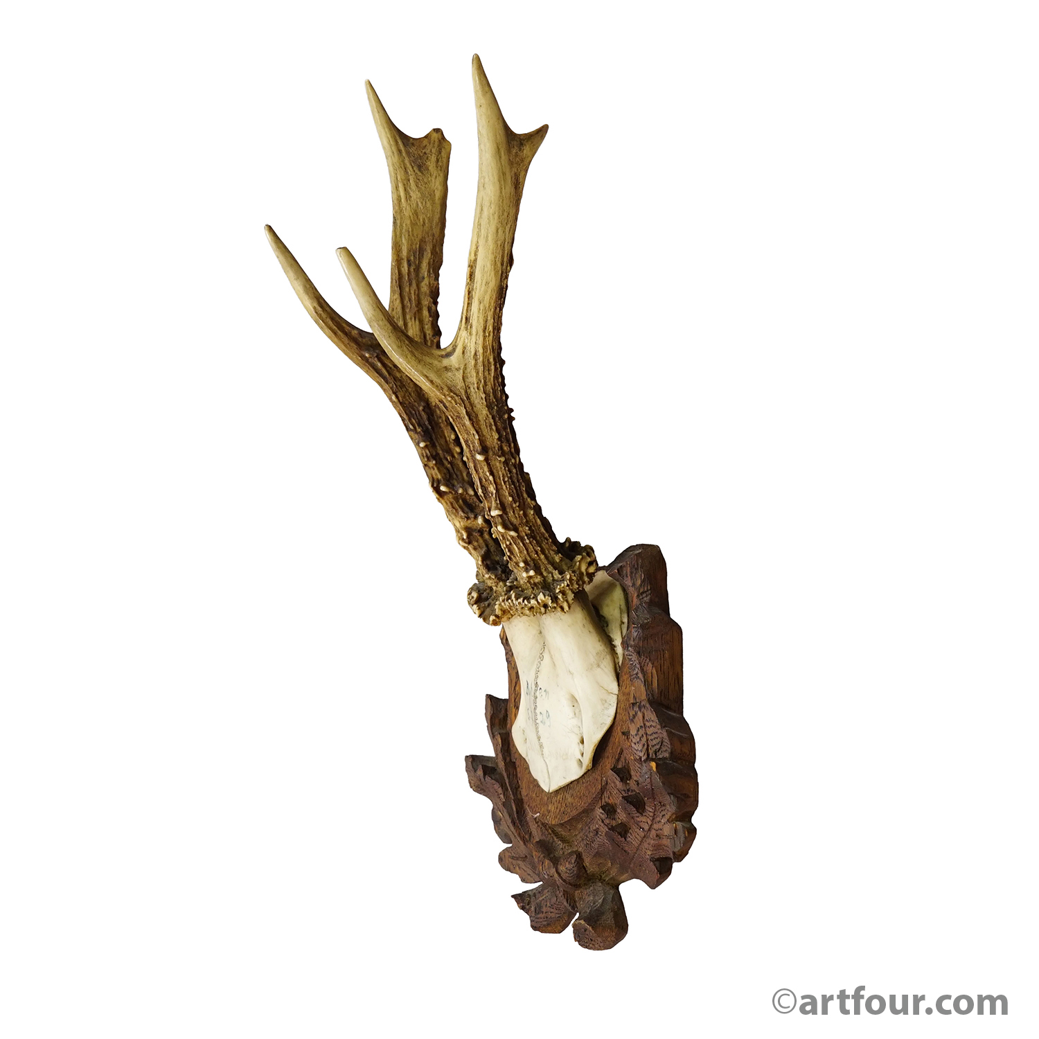 Antique Black Forest Red Deer Trophy on Carved Plaque, Germany 1929