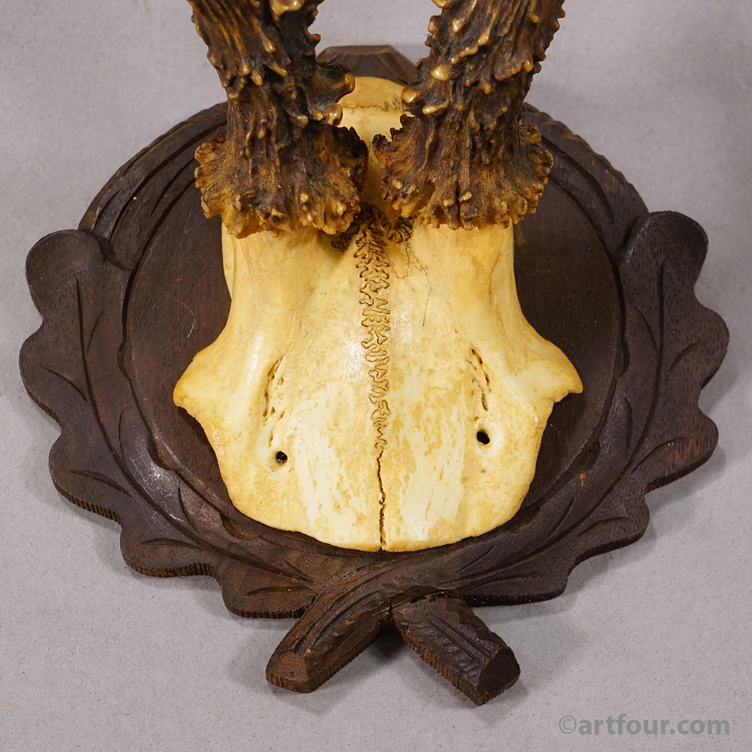 Antique Red Deer Trophy on Carved Plaque, Black Forest, Germany ca.1935