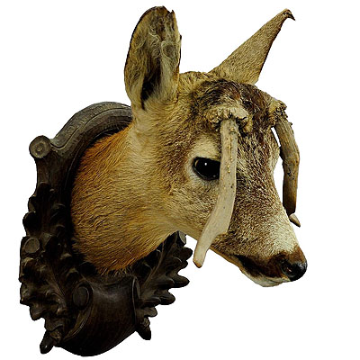 Antique Roe Deer Head Taxidermy with Abnormous Antlers.