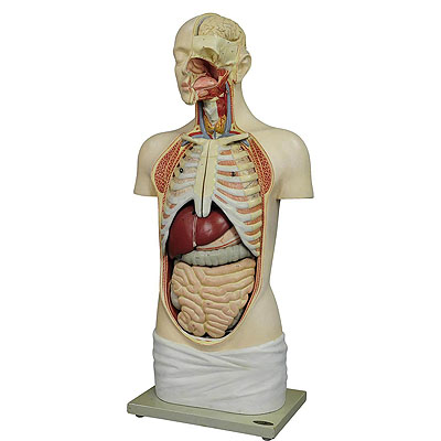 image of Great Male Anatomical Bust by Louis M. Meusel, Circa 1920