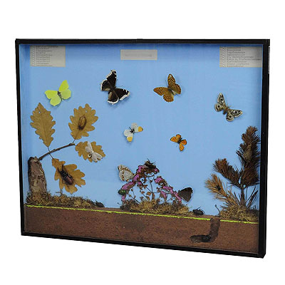 image of Great Vintage School Teaching Display of the Insects of the Forest Edge