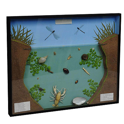 image of Great Vintage School Teaching Display of the Fresh Water Habitat