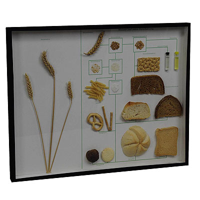 image of School Teaching Display Corn and Corn Products