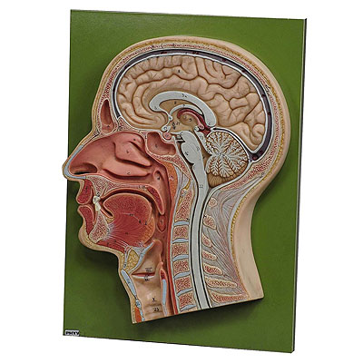 image of Vintage Teaching Aid Human Head Model on Wall Plate by PHYWE