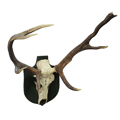 Abnorm Black Forest Deer Trophy from Salem - Germany, Kaltenbronn 1931.