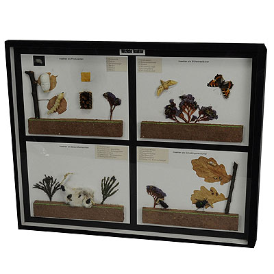 image of Vintage School Teaching Display of Usefull Insects 