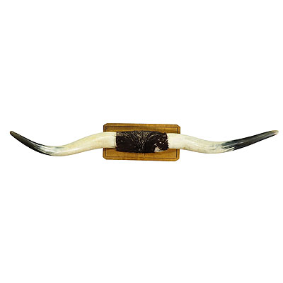 image of Pair of Longhorn Steer Horns Taxidermy Mounted on Wood