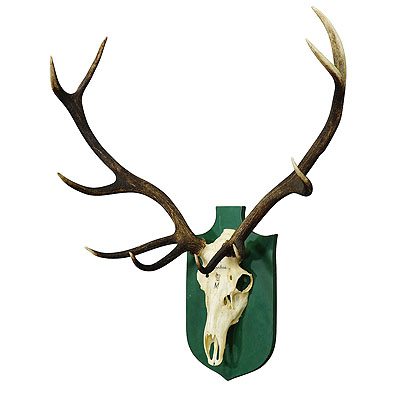 Vintage Black Forest Deer Trophy from Salem - Germany 1978.