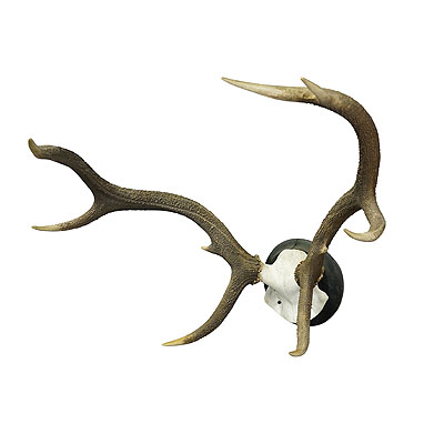 Antique Black Forest Deer Trophy on wooden plaque  - Germany ca. 1900.
