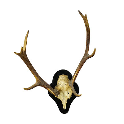 Abnorm Black Forest Deer Trophy on wooden plaque  - Germany ca. 1900.