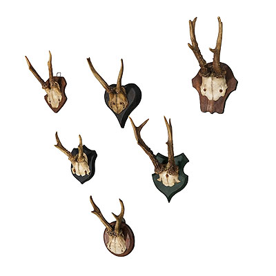 Six Antique Roe Deer Trophies on Wooden Plaques Germany ca. 1910.