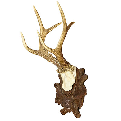 Great Deer Trophy Mount on Wooden Carved Plaque 1912.