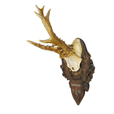 Great Roe Deer Trophy Mount on Wooden Carved Plaque ca. 1946.