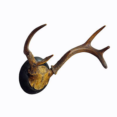 Abnorm White Tailed Deer Trophy Mount on Wooden Plaque ca. 1900s.