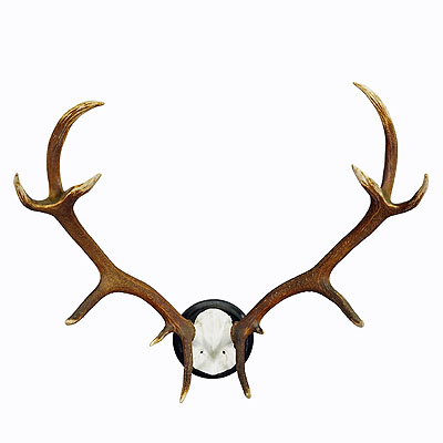 Black Forest 12 Pointer Red Deer Trophy on Wooden Plaque ca. 1900s.