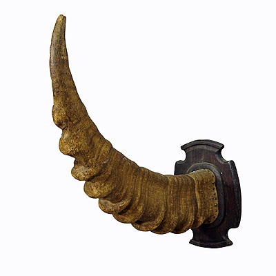 Large Ibex Trophy on Wooden Carved Plaque, Germany 1900s.