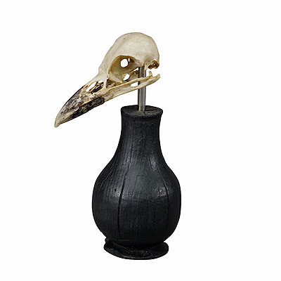 Antique Real Skull of a Crow or Magpie, Germany ca. 1900s.