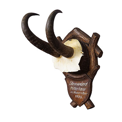 Black Forest Chamois Trophy on Carved Plaque, Germany 1933.