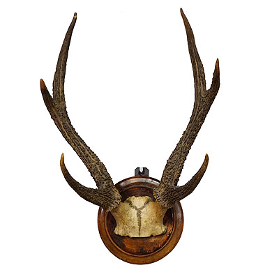 Antique Black Forest 6 Pointer Sika Deer Trophy on Wooden Plaque ca. 1900s.
