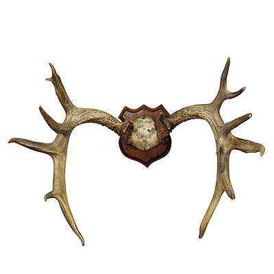 Large White Tailed Deer Trophy Mount on Wooden Plaque ca. 1900s.