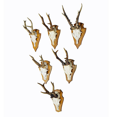 Six Large Roe Deer Trophies on Wooden Plaques Germany Late 20. Century.