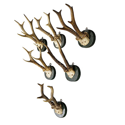 A Set of Six Antique Black Forest Deer Trophies on Wooden Plaques 1880s.