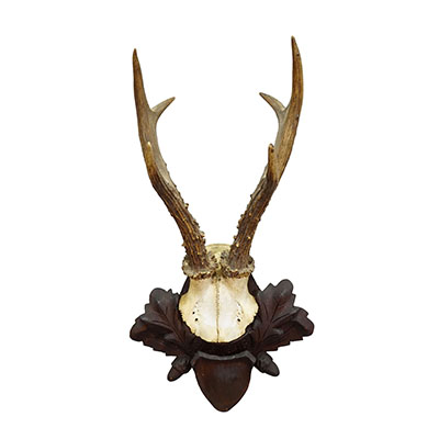 Black Forest  Vintage Roe Deer Trophy on Carved Plaque, Germany 1940s.