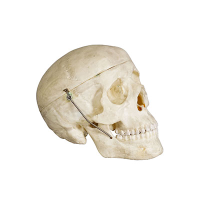 Vintage Anatomical Human Skull Model, 1950s.