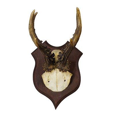 Antique Roe Deer Trophy on Turned Plaque, Germany ca. 1930s.