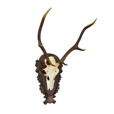 Large Black Forest Red Deer Trophy on Carved Plaque - Germany 1930.