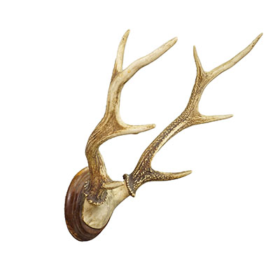 Big Black Forest Red Deer Trophy on Turned Plaque - Germany 1930.